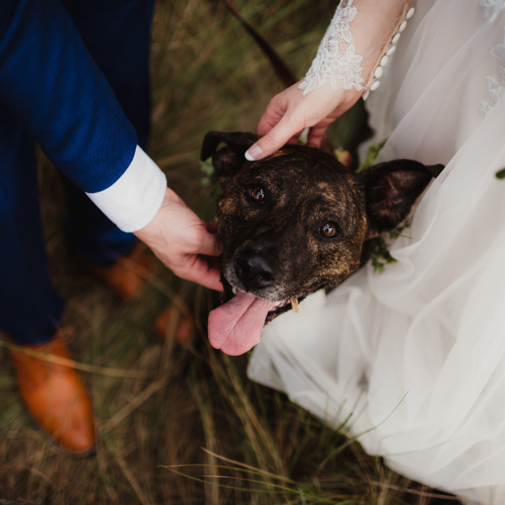 How to Include Your Pets in Your Wedding Safely and Elegantly 3