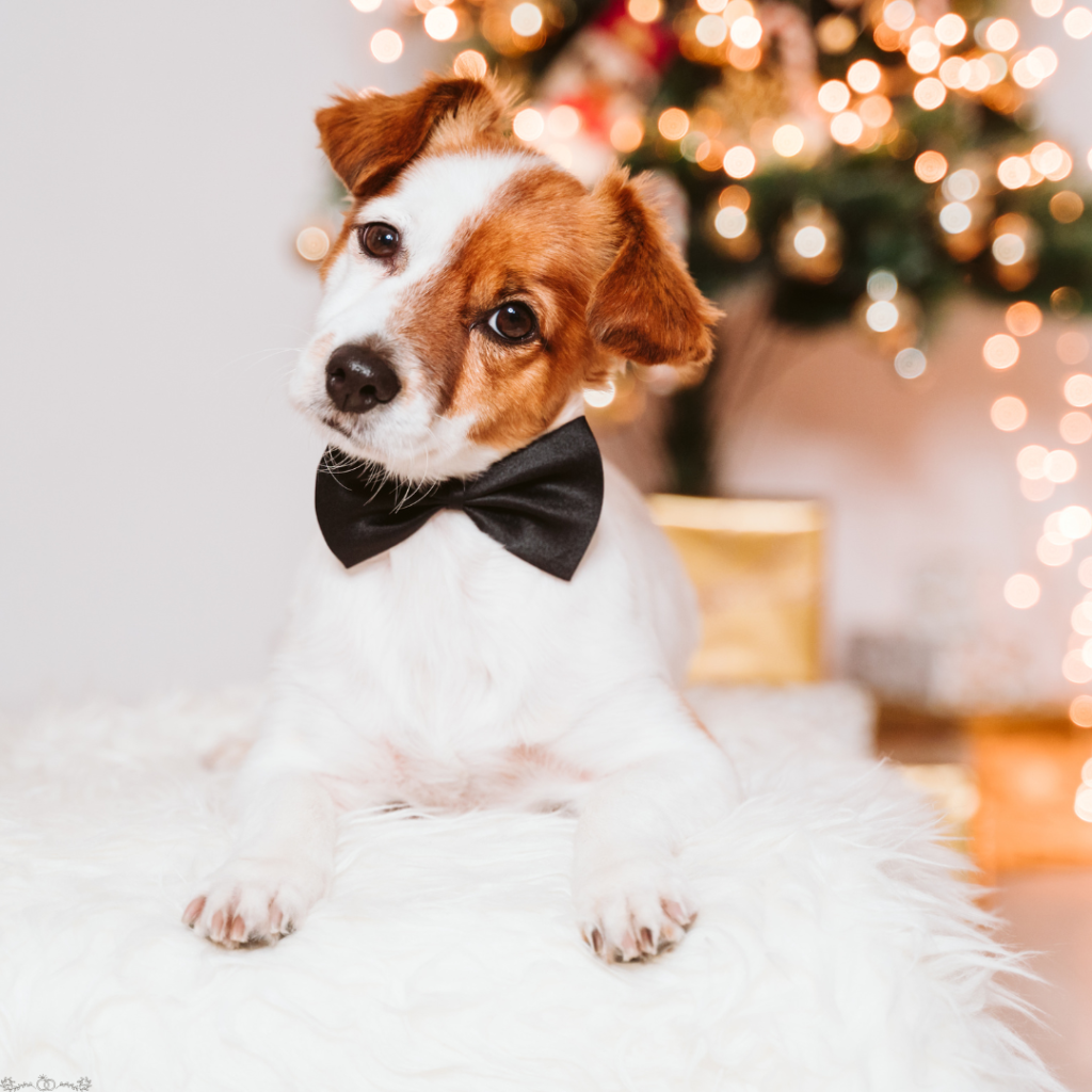 How to Include Your Pets in Your Wedding Safely and Elegantly 6